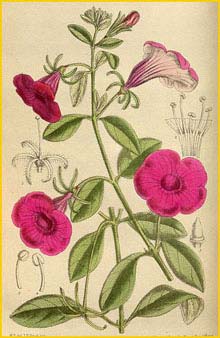   ( Petunia integrifolia ) Curtis's Botanical Magazine 1918