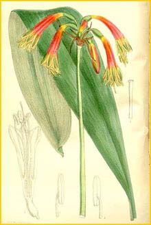  (  Phaedranassa carmioli )  Curtis's Botanical Magazine 1911