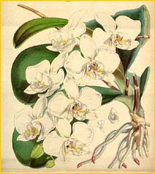    ( Phalaenopsis amabilis ) Curtis's Botanical Magazine  1847