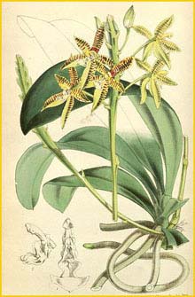   ( Phalaenopsis cornu-cervi ) Curtis's Botanical Magazine  1866