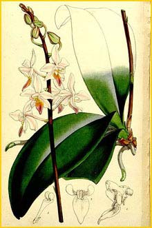    ( Phalaenopsis equestris ) Curtis's Botanical Magazine  1860