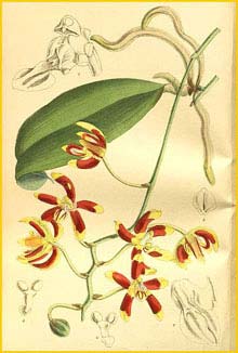    ( Phalaenopsis kunstleri) Curtis's Botanical Magazine