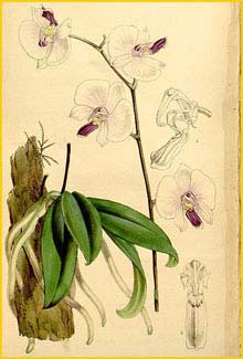   ( Phalaenopsis lowii ) Curtis's Botanical Magazine