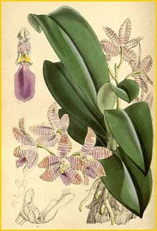    ( Phalaenopsis lueddemanniana ) Curtis's Botanical Magazine 1865