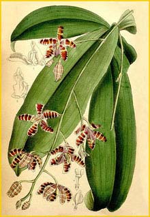    ( Phalaenopsis mariae ) Curtis's Botanical Magazine 1887