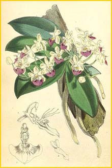   ( Phalaenopsis parishii ) Curtis's Botanical Magazine 1870
