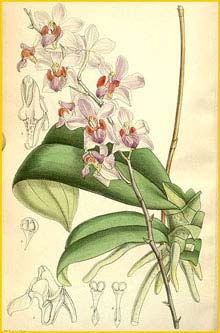   ( Phalaenopsis pulcherrima ) Curtis's Botanical Magazine 1891