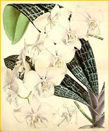    ( Phalaenopsis schilleriana ) Curtis's Botanical Magazine 1865