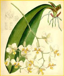   ( Phalaenopsis stuartiana ) Curtis's Botanical Magazine 1882