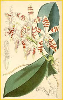   ( Phalaenopsis sumatrana ) Curtis's Botanical Magazine 