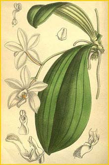   ( Phalaenopsis tetraspis ) Curtis's Botanical Magazine 1893