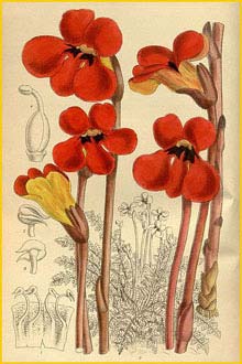   ( Phelypaea foliata )  Curtis's Botanical Magazine 1915