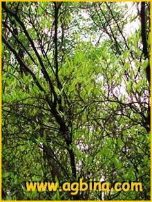   ( Ruprechtia salicifolia )