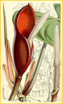   ( Philodendron erubescens )  Curtis's Botanical Magazine 1858