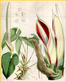    ( Philodendron ornatum )  Curtis's Botanical Magazine