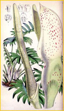    ( Philodendron pinnatifidum )  Curtis's Botanical Magazine