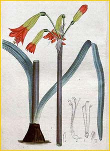   (Phycella cyrtanthoides) Curtis's Botanical Magazine