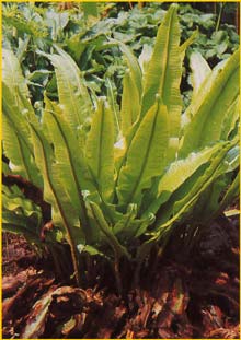   (Phyllitis / Scolopendrium vulgare )