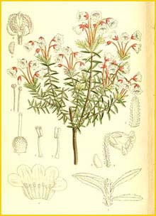   ( Phyllodoce amabilis )  Curtis's Botanical Magazine 1911