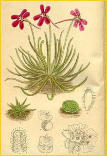  ( Pinguicula gypsicola )  Curtis's Botanical Magazine 1915