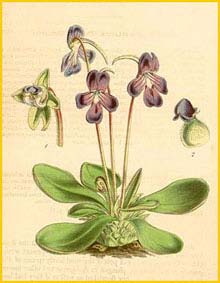   ( Pinguicula orchidioides )  Curtis's Botanical Magazine 