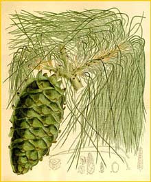   ( Pinus armandii )  Curtis's Botanical Magazine 1910