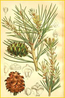   ( Pinus bungeana )  Curtis's Botanical Magazine 1909