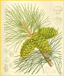    ( inus flexilis ) Curtis's Botanical Magazine 1912