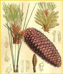     ( Pinus jeffreyi ) Curtis's Botanical Magazine 1909