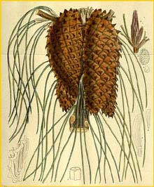     ( Pinus tuberculata ) Curtis's Botanical Magazine 1917