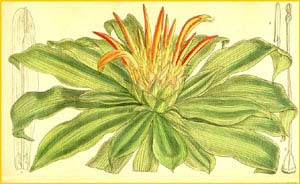   ( Pitcairnia tabulaeformis )  Curtis's Botanical Magazine 1911