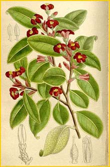   ( Pittosporum colensoi )  Curtis's Botanical Magazine 1910