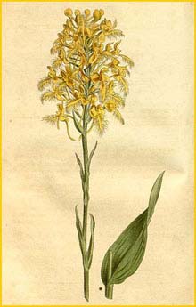  (  Platanthera ciliaris ) Curtis's Botanical Magazine 1814