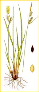     ( Carex  caespitosa ) Bilder ur Nordens Flora (1926) by Carl Lindman