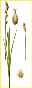     ( Carex  canescens ) Bilder ur Nordens Flora (1926) by Carl Lindman