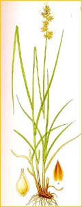   ( Carex contigua / muricata / spicata ) Bilder ur Nordens Flora (1926) by Carl Lindman