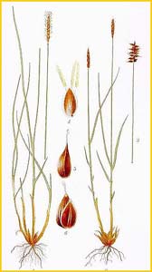   ( Carex dioica ) Bilder ur Nordens Flora (1926) by Carl Lindman