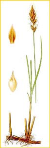   ( Carex disticha ) Bilder ur Nordens Flora (1926) by Carl Lindman