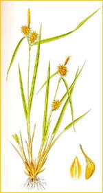   ( Carex flava / flavella ) Bilder ur Nordens Flora (1926) by Carl Lindman