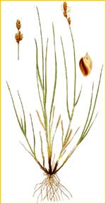   ( Carex glareosa ) Bilder ur Nordens Flora (1926) by Carl Lindman