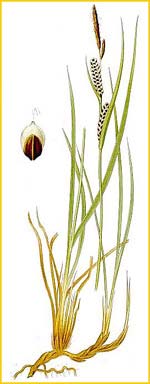   ( Carex goodenowii ) Bilder ur Nordens Flora (1926) by Carl Lindman