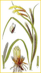   ( Carex gracilis ) Bilder ur Nordens Flora (1926) by Carl Lindman