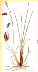   ( Carex limosa ) Bilder ur Nordens Flora (1926) by Carl Lindman
