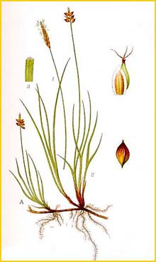   ( Carex obtusata ) Bilder ur Nordens Flora (1926) by Carl Lindman