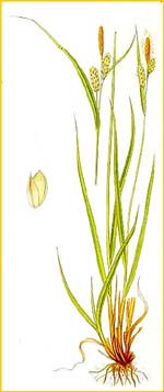   ( Carex pallescens ) Bilder ur Nordens Flora (1926) by Carl Lindman