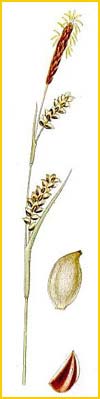   ( Carex panicea ) Bilder ur Nordens Flora (1926) by Carl Lindman