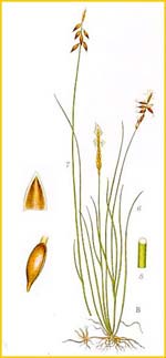   ( Carex pulicaris ) Bilder ur Nordens Flora (1926) by Carl Lindman