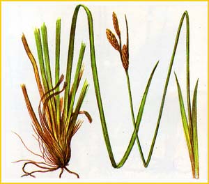   .  ( Carex umbrosa ssp. umbrosa )    