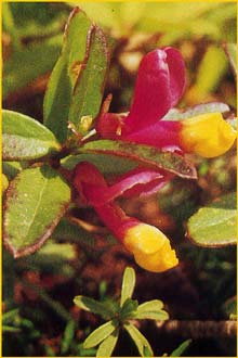    ( Polygala chamaebuxus  'Grandiflora' )