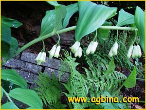   .   ( olygonatum odoratum  var. odoratum )